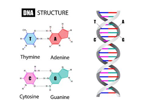 Image result for DNA Microarray Data