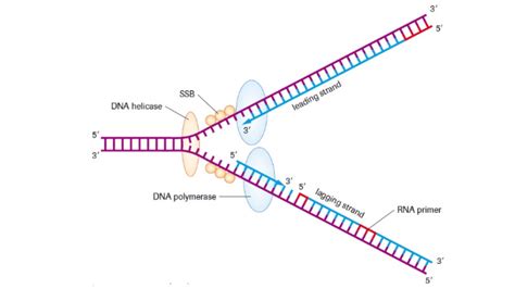 Dna Synthesis Steps