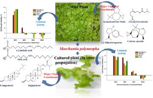 A comparative study of in vitro cytotoxicity and chemical constituents ...