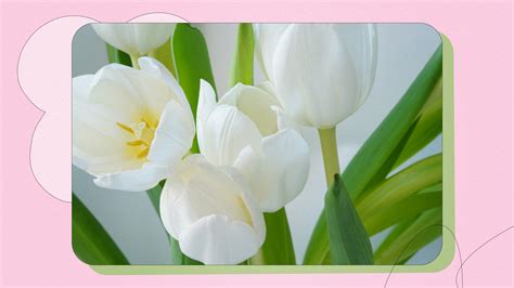 Tulip flower meaning and Symbolism - What do tulip colours mean