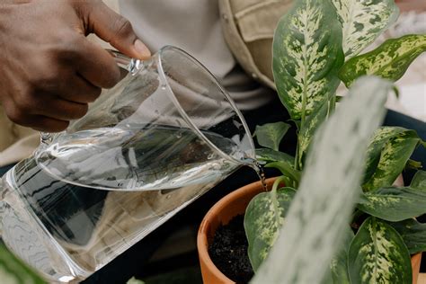 When Is The Best Time To Water Plants In The Desert at Robert Printz blog