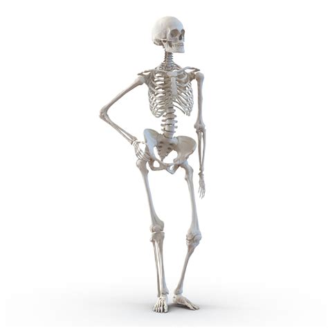3D Human Female Skeleton Pose 2 model | 3D Molier International