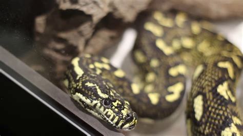 Diamond Python vs Carpet Python 的图像结果
