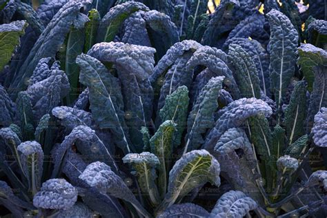 Black Kale In Spanish at Loyd Honore blog