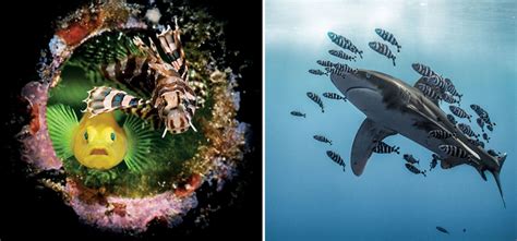 Underwater 2020 Photo Contest Winners