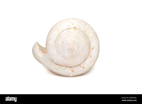 Image result for How to Remove Fossilized White From Conch Shells