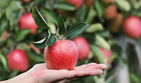 Can Cats Eat Apples? The Truth About Slices, Applesauce & More
