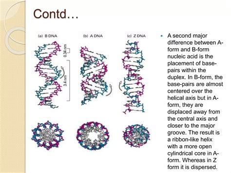 Different Forms of DNA 的图像结果
