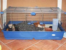 annunci gabbia furetto 3 mesi ia gabbia annunci palermo animali annunci gabbia furetto 3 mesi ia gabbia annunci palermo animali