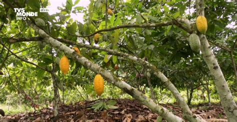 VIDÉO. Cameroun : les exportations de cacao vers le Nigeria interdites ...