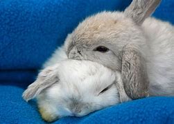 Image result for cute baby rabbits sleeping
