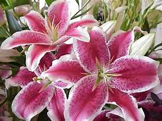 fiori bulbo fiori da bulbo bulbi piante bulbose fiori bulbo fiori da bulbo bulbi piante bulbose