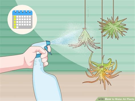 How to Properly Water Air Plants 的图像结果