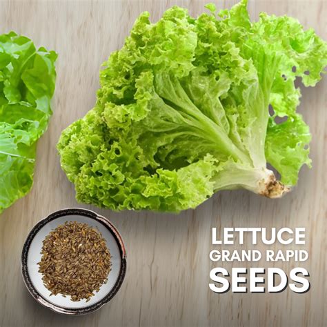 Green Paradise® Lettuce Green Rapid Seeds Pack – GreenParadiseLive