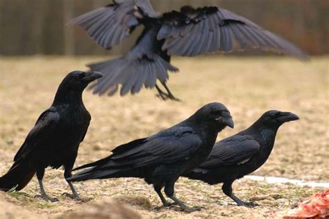 Why Is a Group of Ravens Called an Unkindness?