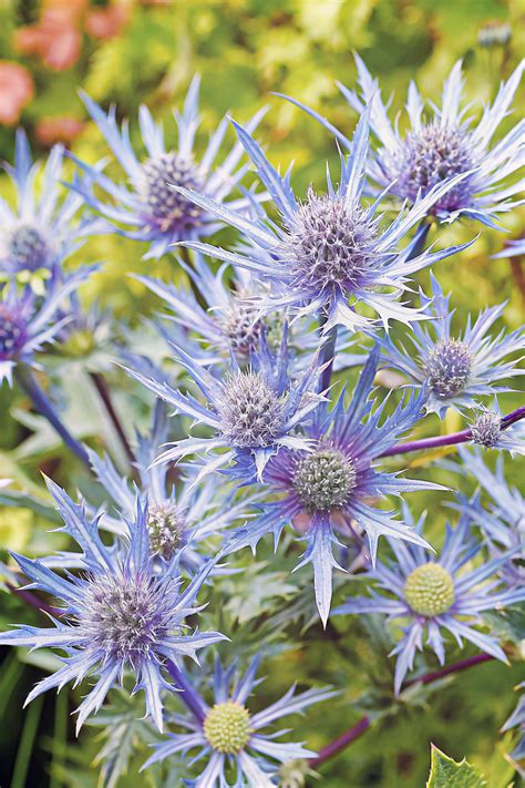 Blue Flowers: Types, Symbolism, Rare & Exotic