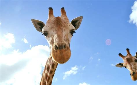 Lion Country Safari - Drive Through Safari + Adventure Park - Klook India