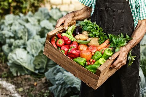 Free photo: Fresh organic vegetables - Assortment, Rural, Leaf - Free ...