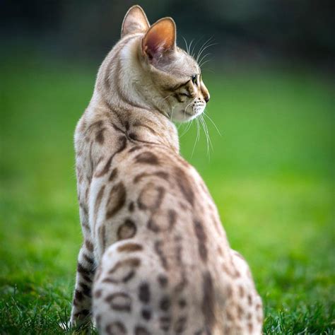 Snow Marbled Bengal Cat