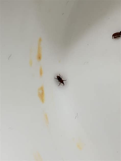 Tiny Brown Bugs In Bathroom Sink 10 Common Bathroom Bugs & How To Get