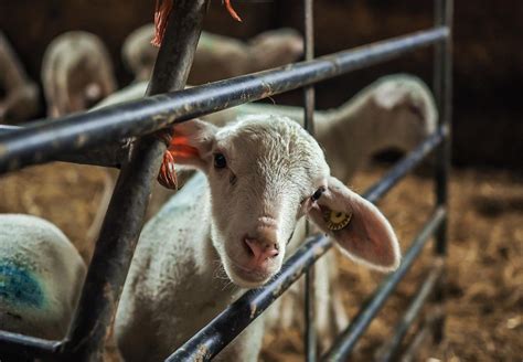 Mutilations of Sheep - FOUR PAWS International - Animal Welfare ...