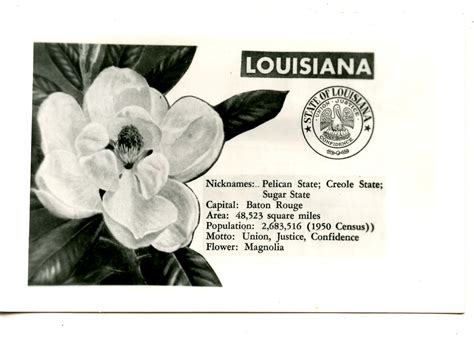 Louisiana State Flower Magnolia Facts | Best Flower Site