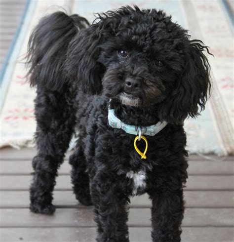 Black Poodle Shih Tzu Mix Shih Poo (Shih Tzu/Poodle) Puppy Black