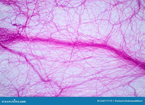 Areolar Connective Tissue Under the Light Microscope View. Human ...