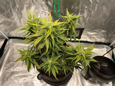 Autoflower Growing Guide 的图像结果