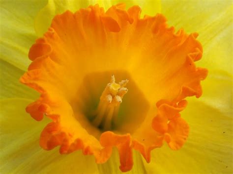 Coeur de jonquille / Daffodil [Narcisus]