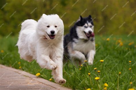 Premium Photo | Two fluffy purebred dogs a white samoyed arctic spitz ...