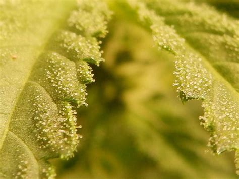 Image result for Alien vs Triangle Strain