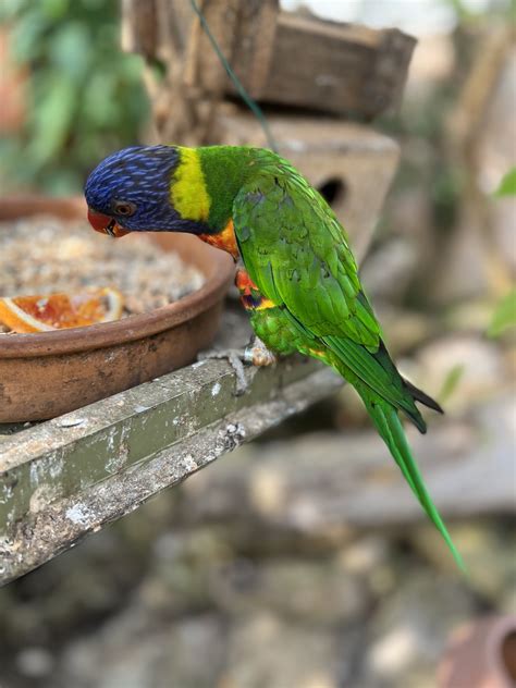 Image result for Bird Simple Parrot Image