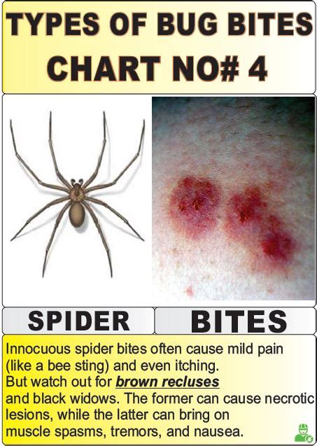 Image result for Bug Bite Identification Chart