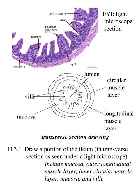 Image result for Biological Drawing of Compounb Light Microscope