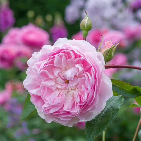 M-Tech Gardens Hybrid Rose Flowering Plant (Pink Blush 2, Bud Grafted ...