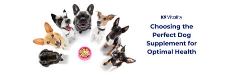 Choosing the Perfect Dog Supplement for Optimal Health – K9 Vitality
