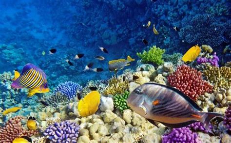 35 Greatest Underwater Wonders Of The World