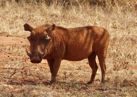 Sus genus or the family of pigs – See Animals Wild