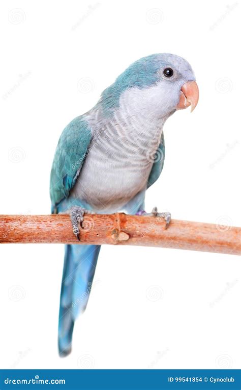 Cinnamon Blue Quaker Parrot