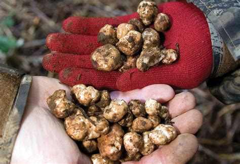 Hunting Wild Truffles | Business Jet Traveler