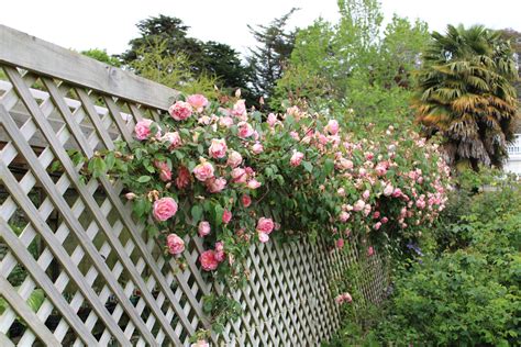Flowering Vine Plants