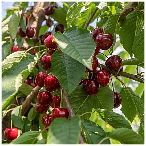 Buy 'Lapins' Cherry Tree 3-4ft Tall, Self-Fertile & Ready to Fruit ...