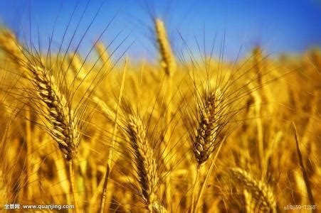 2017年小麦价格行情多少钱一斤？怎么种植小麦过程方法过管理介绍