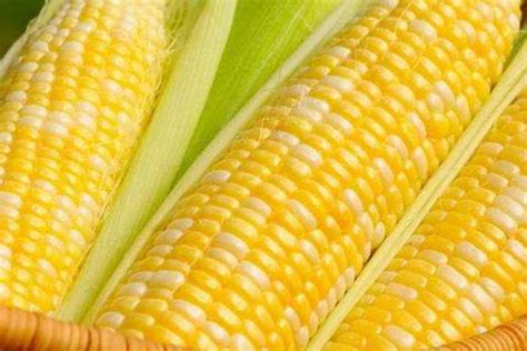 玉米几月份播种 玉米播种的月份_知秀网