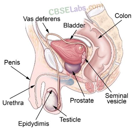 Image result for How Humans Reproduce