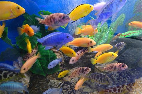 Cichlids Species