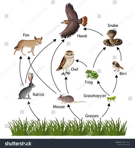 105,751 imágenes de Food chain - Imágenes, fotos y vectores de stock ...