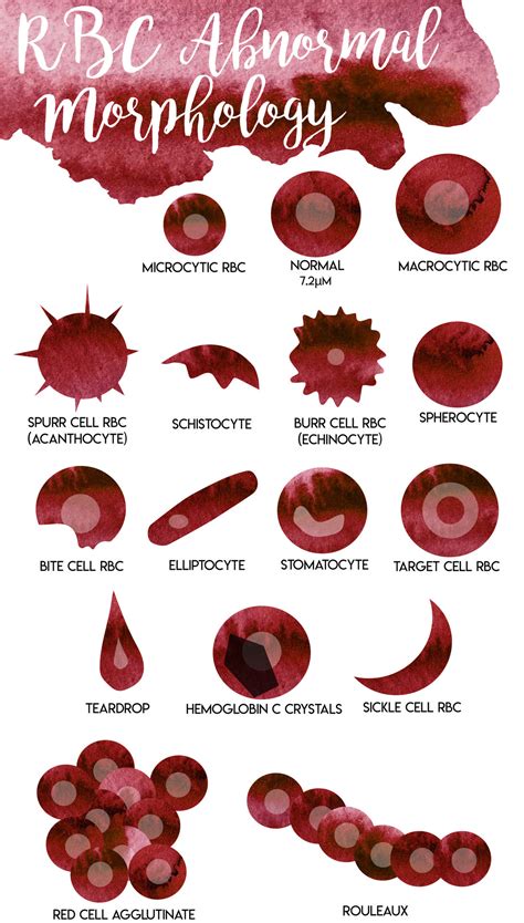Types Of Rbc Morphology
