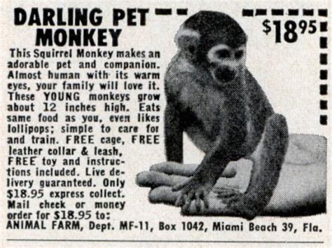 Pet Monkey Aggression 的图像结果